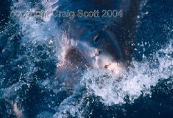 Great White shark as he approaches the cage to take a bai... by Craig Scott 